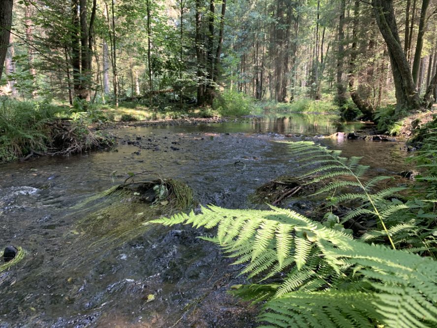 Zottbachtal bei Georgenberg